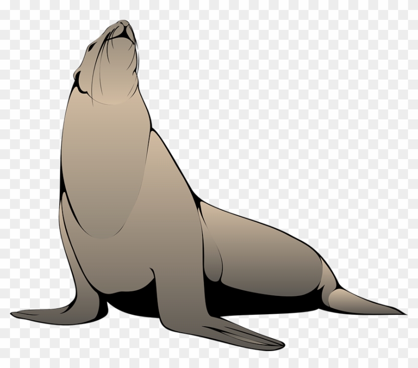 Sea Lion Clipart Flipper - Seal Clipart Png #869861