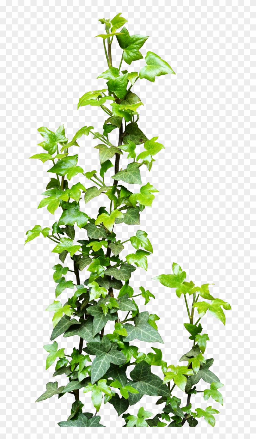 Ivy Vine Plant Clip Art - Climbing Vine Png #870281