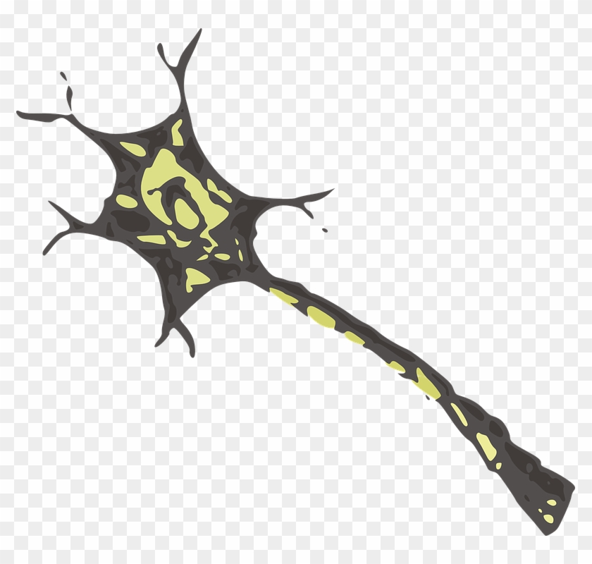 Neuron Clipart Transparent - Neuron Without Background #870805