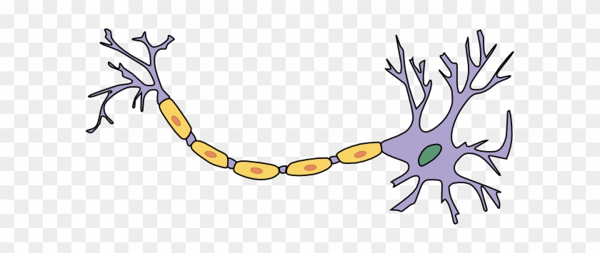 Neuron With Axon Clip Art - Neuron #870870