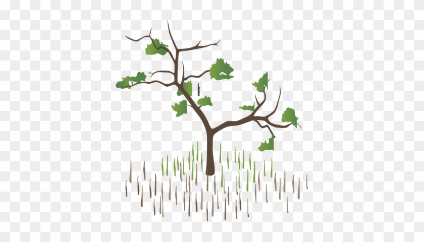 Mangrove Clipart Avicennia - Black Mangrove Drawing #871721