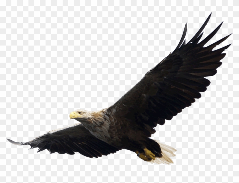 Free Png Majestic Bald Eagle Flying Png Images Transparent - Eagle Png #871873
