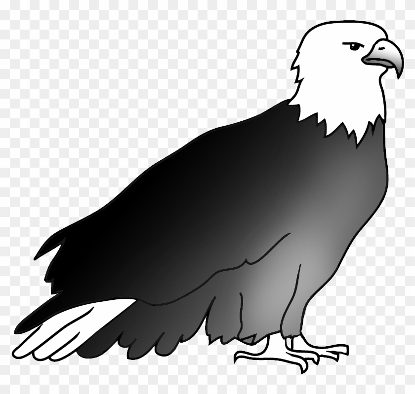Resting Bald Eagle Drawing - Bald Eagle #871879