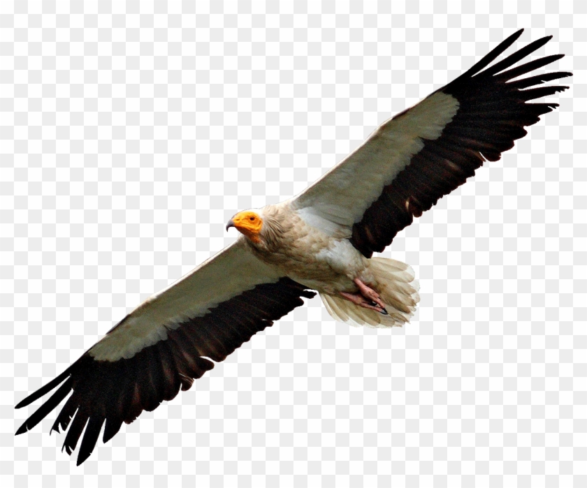 Egyptian Vulture Flying - Vulture Png #871887