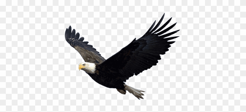 Flying Eagle - Eagle Png #871893