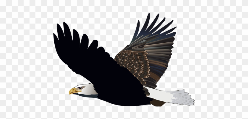 Bird, Eagle, Flying, Feather, Nature - Bonnet #871973