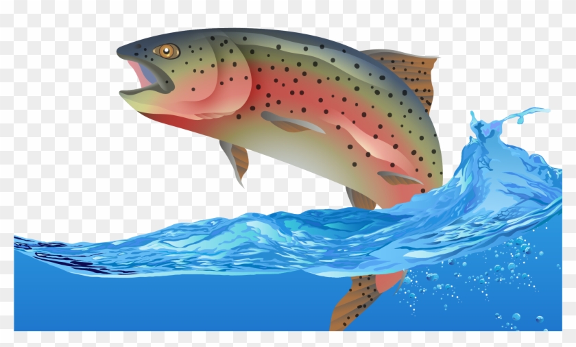 Rainbow Trout Fish Euclidean Vector - Fish #872094