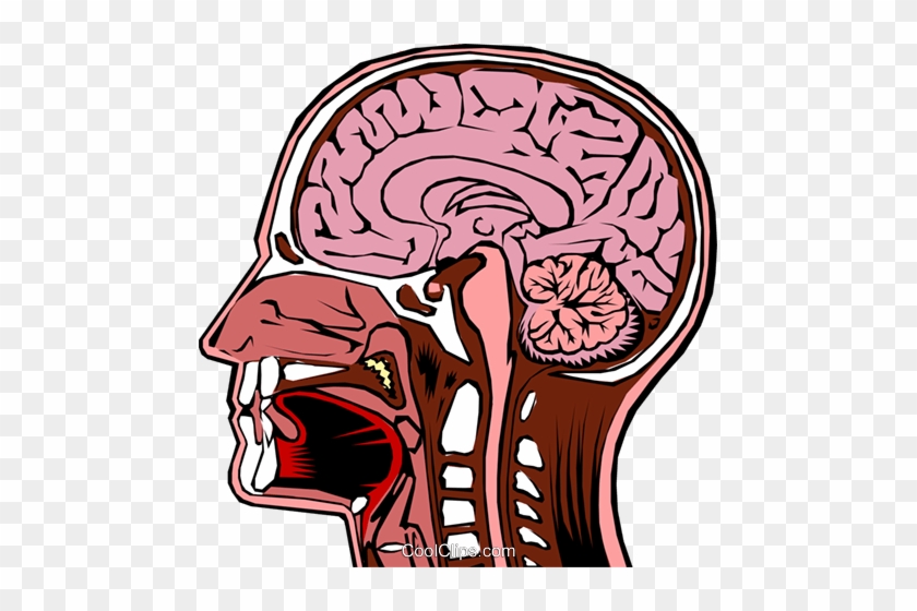 Human Head Brain Clipart For Kids - Nervous System Brain Function #872138