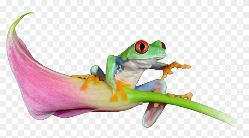 See Our Latest Website Projects - Red-eyed Tree Frog #872391