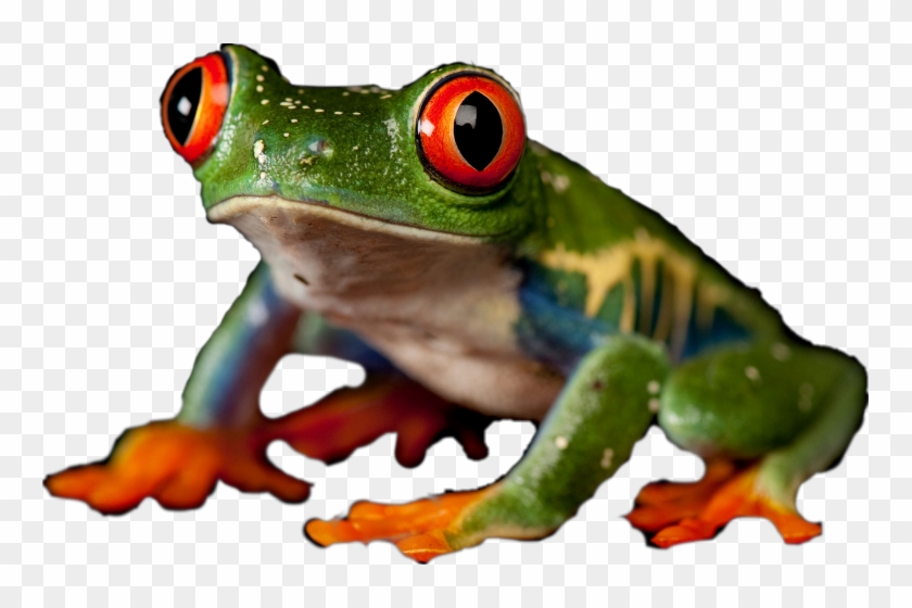 Red Eyed Tree Frog #872445