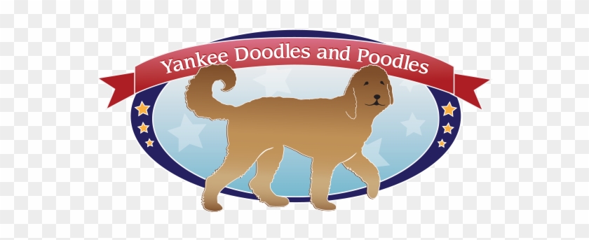 Goldendoodle & Dog Grooming Services In Avella Pa - Companion Dog #872779