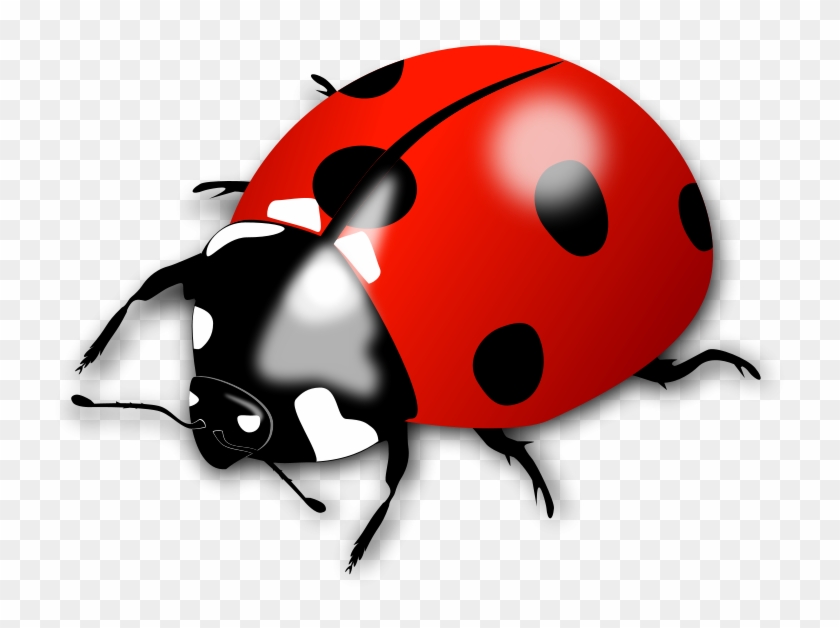 Lady Bird Clipart #873334