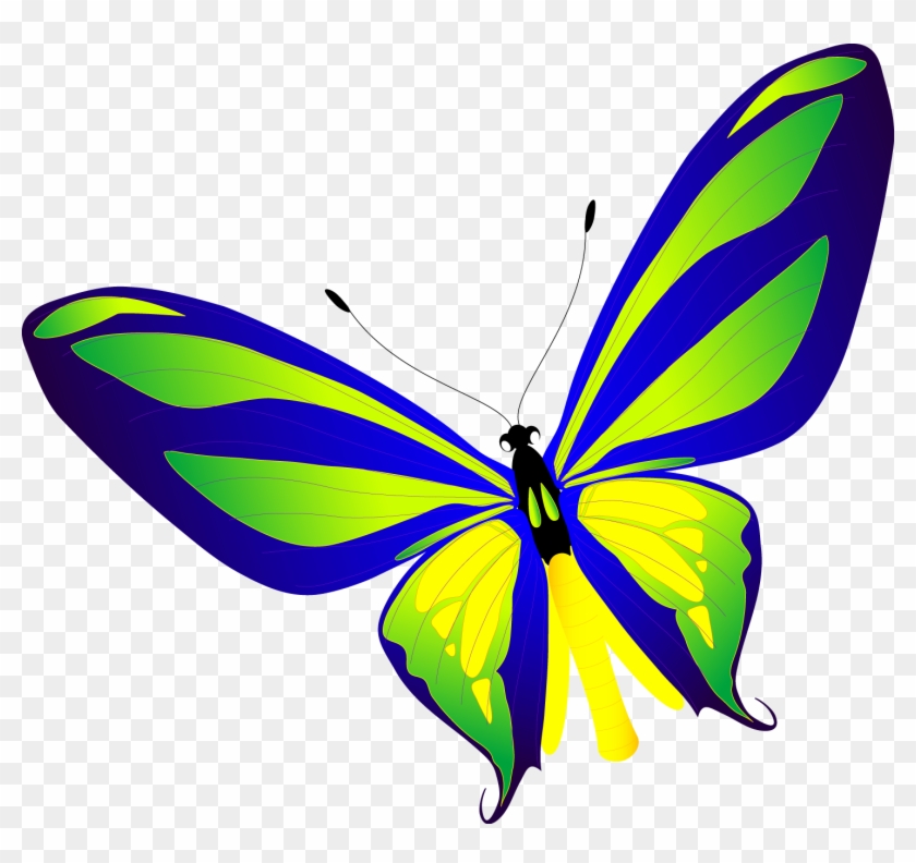 Butterfly Vector Free #874085