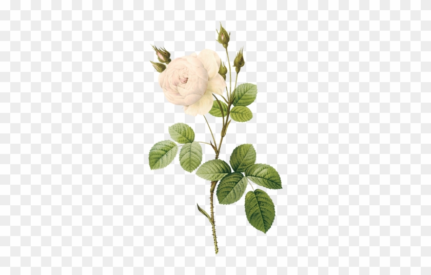 White Rose Png , Flower - White Flower Illustration Png #875446