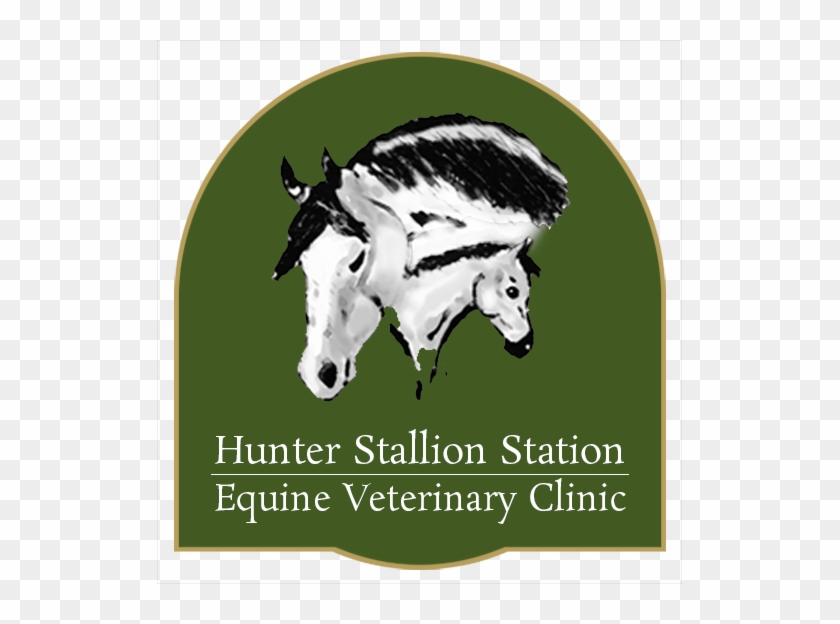 Hunter Stallion Sta Equine Vet #875524