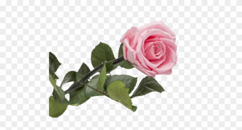 Garden Roses Centifolia Roses Floribunda Cut Flowers - Rose Éternelle Blanche #875631