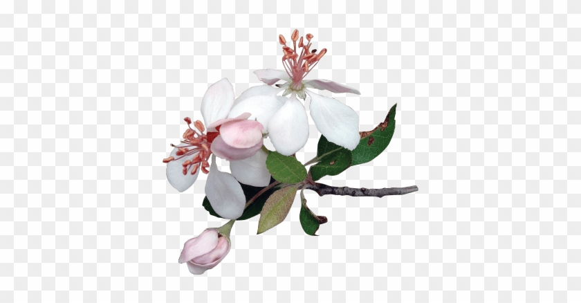 Watercolor Bouquet Transparent - Apple Flowers Png #875646