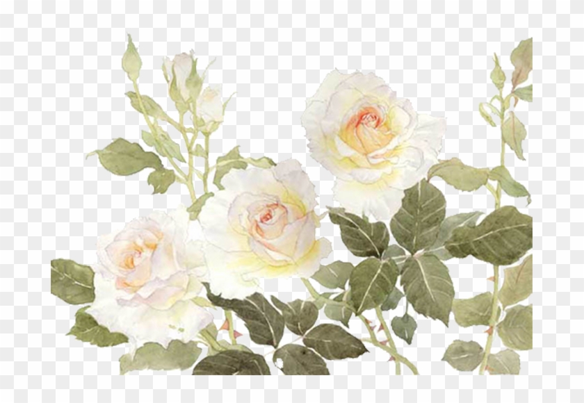 Garden Roses Centifolia Roses Flower White - White Flower Watercolor Png #875670