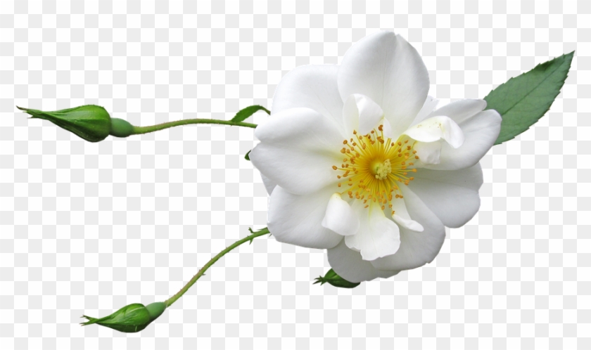 Rose, Flower, Buds, White, Bloom, Garden - Rose #875675