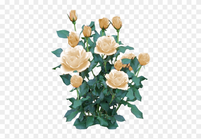 Rose Bush-yellow2 - Yellow Rose Bush Png #875679