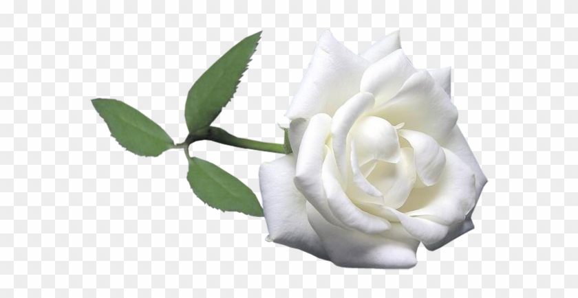 White Roseswhite - Tubes Roses #875695