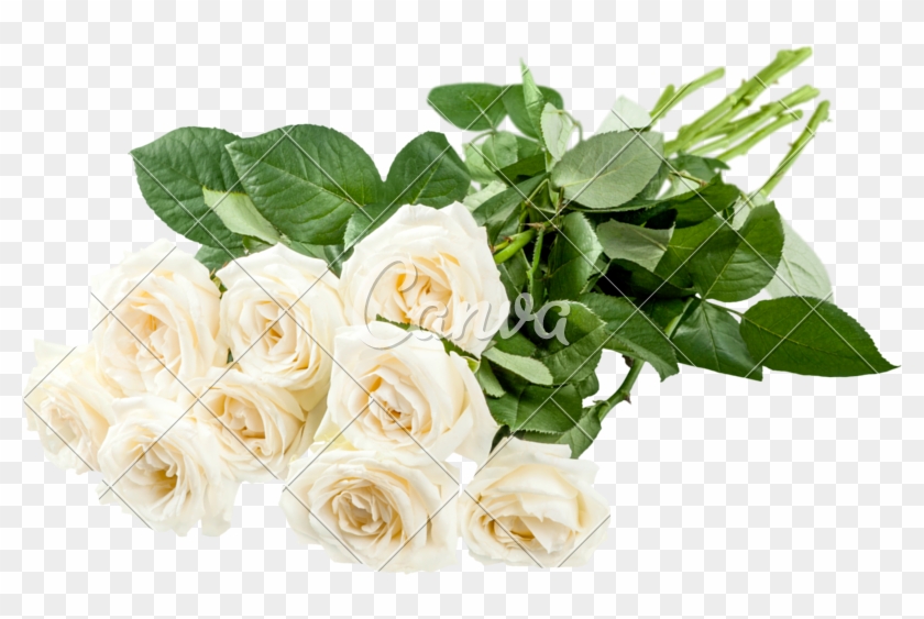 Nine White Roses - Photography #875710