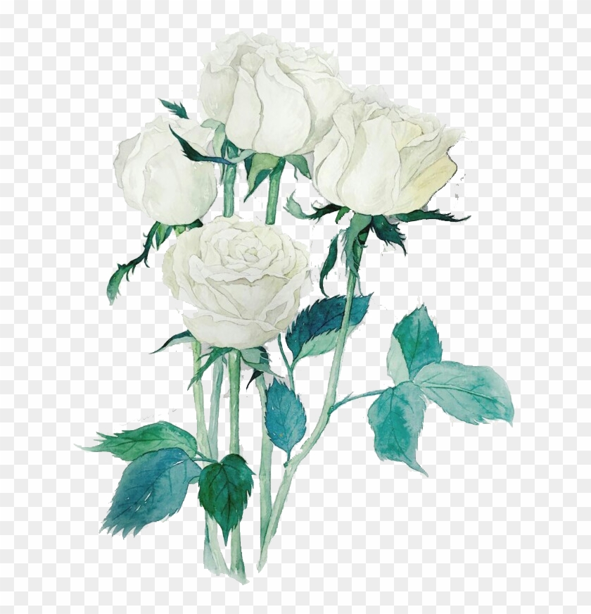 Garden Roses Beach Rose Centifolia Roses White Watercolor - Rose #875742