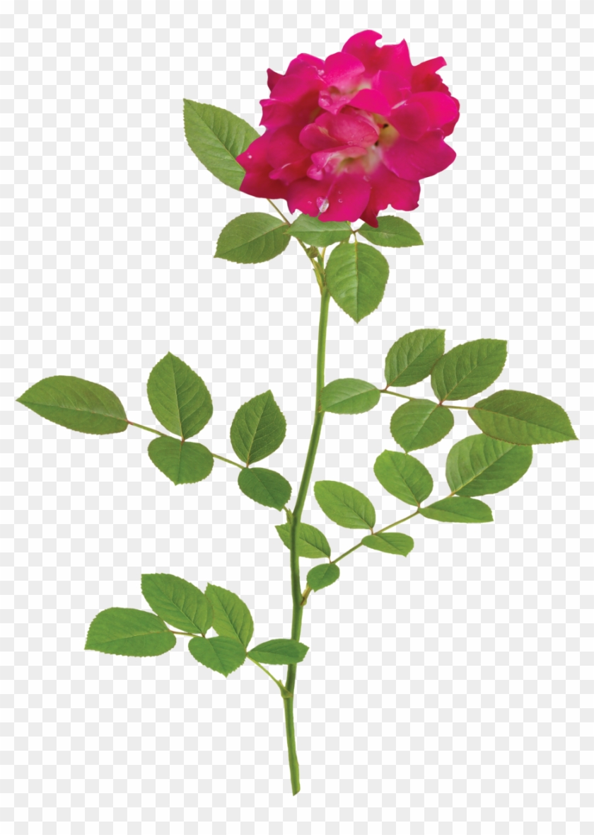 The Red Drift® Rose - Natural Flower Png #875766