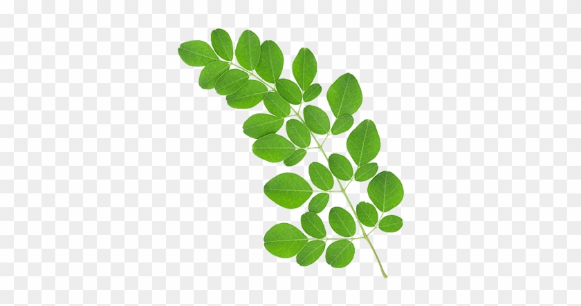 Organic Moringa Leaves Extract Standardized For - Moringa Leaves In Dubai #875776