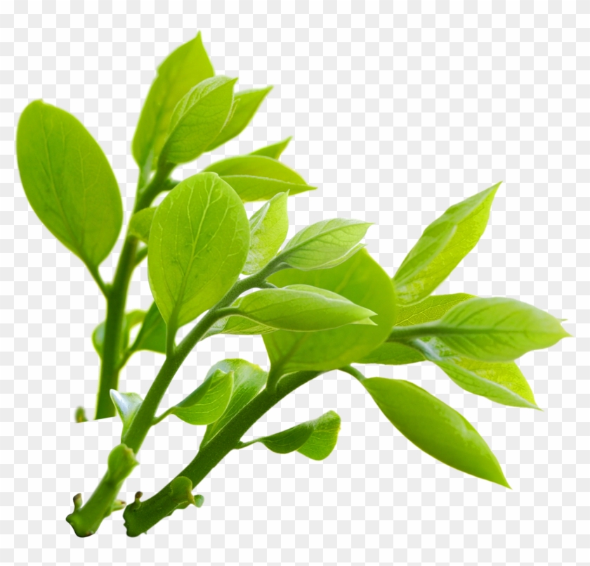 Nature Branches Png Photo - Nature Png #875787