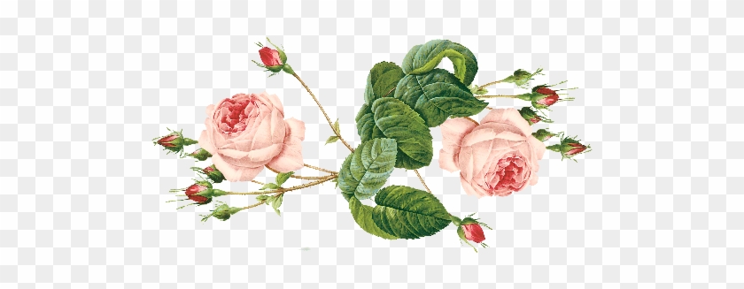 Rose,the Queen Of Flowers / June Feature By Natural-sensuality - Ravel Smetana Tchaikovsky & Bolero Moldau Romeo #875806