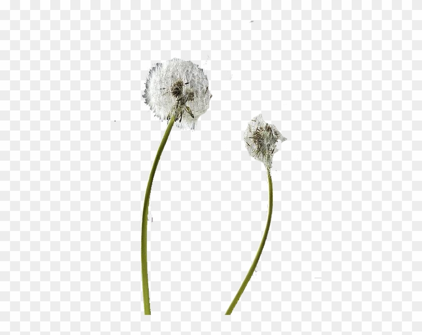 Flower Dandelion Pissenlit Plant - Modern Law Of Contract #875809