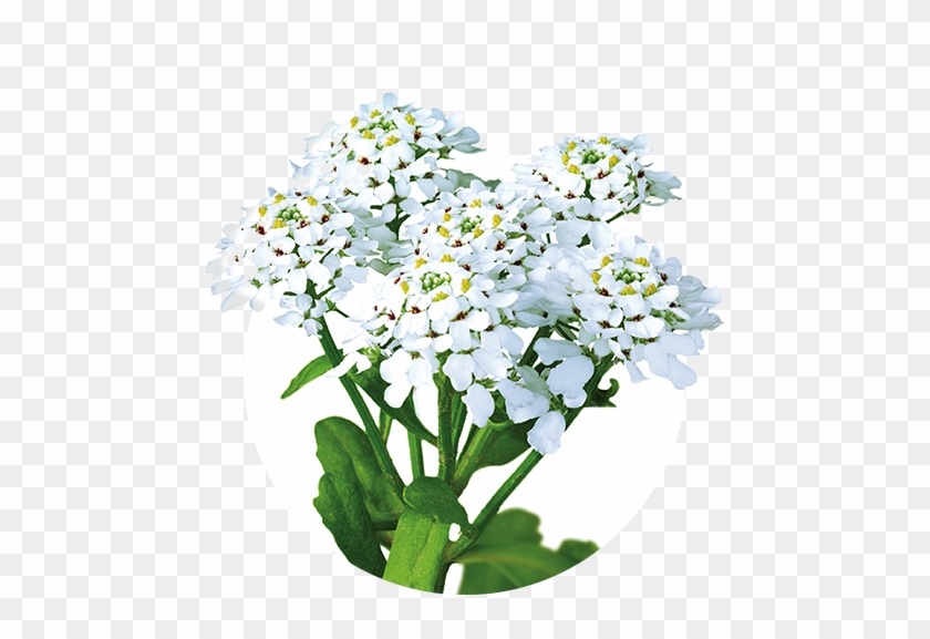 Bitter Candytuft - Candytuft Png #875813