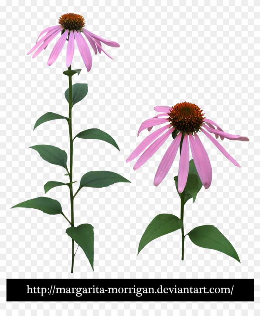 Echinacea By Margarita Morrigan Echinacea By Margarita - Echinacea Psd #875815