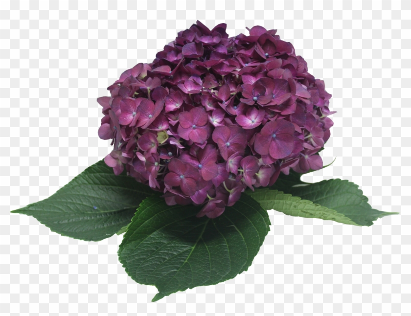 Please Don't Forget To Use Your Discount Cupon - Hydrangea Serrata #875835