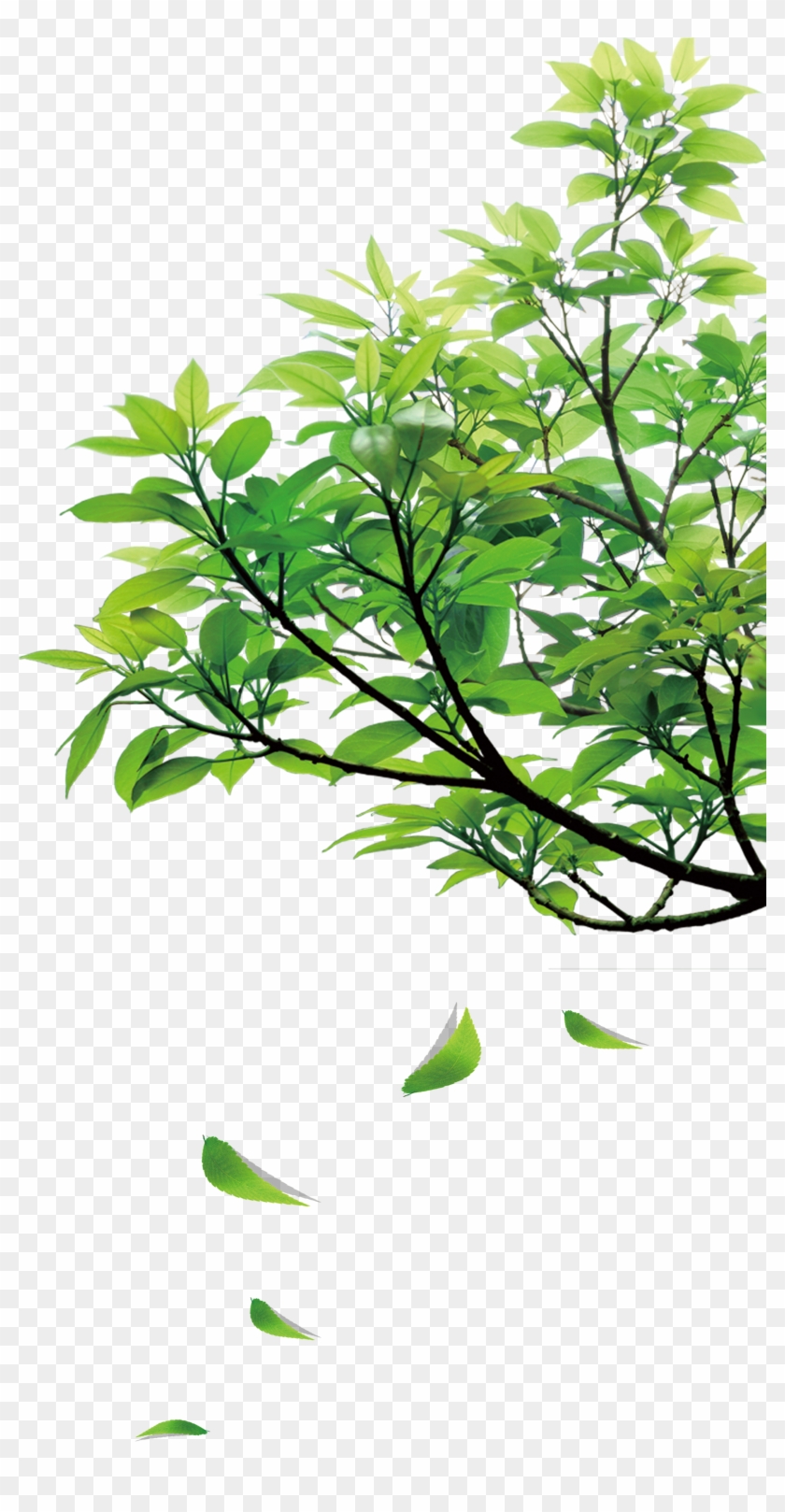 Natural Green Leaves - Nature Png #875872