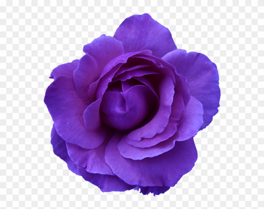 Purple Rose Clipart Blue Rose - Light Blue Flower Transparent Background #875934