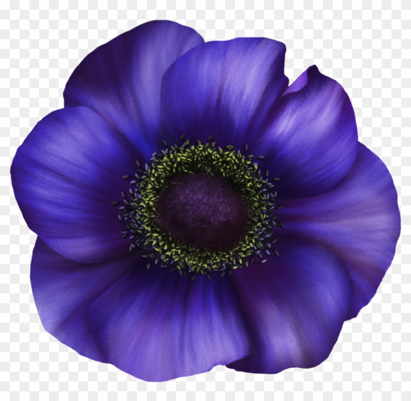 Anemone Flower Means "anticipate" - Japanese Anemone #875952