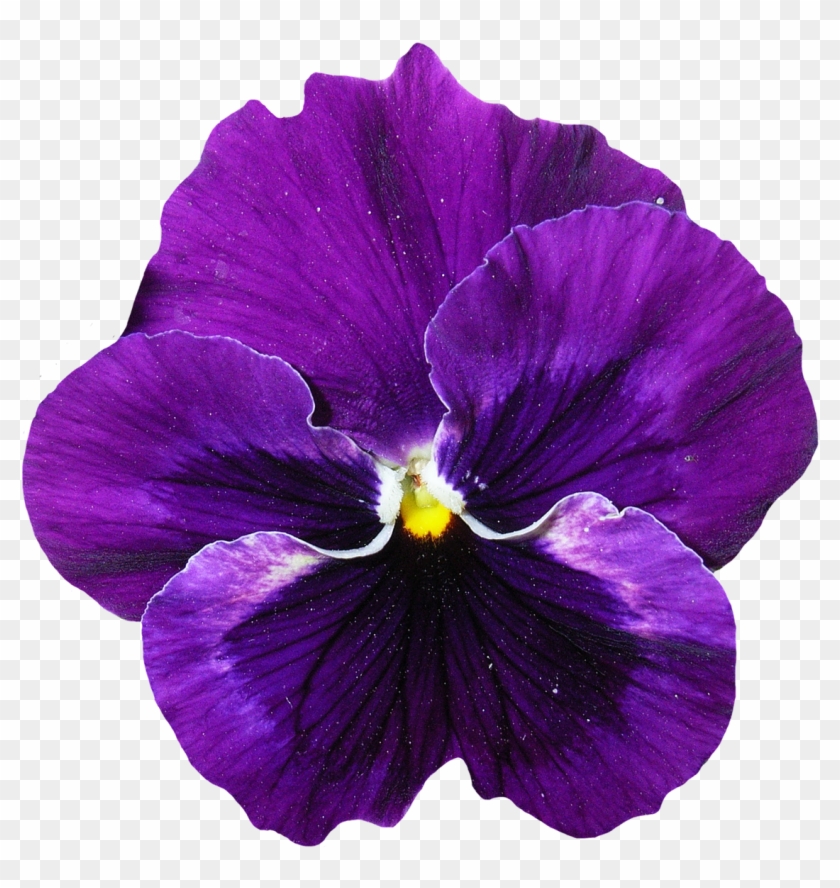 3d Purple Flowers, - Pansy Flowers Png #875954