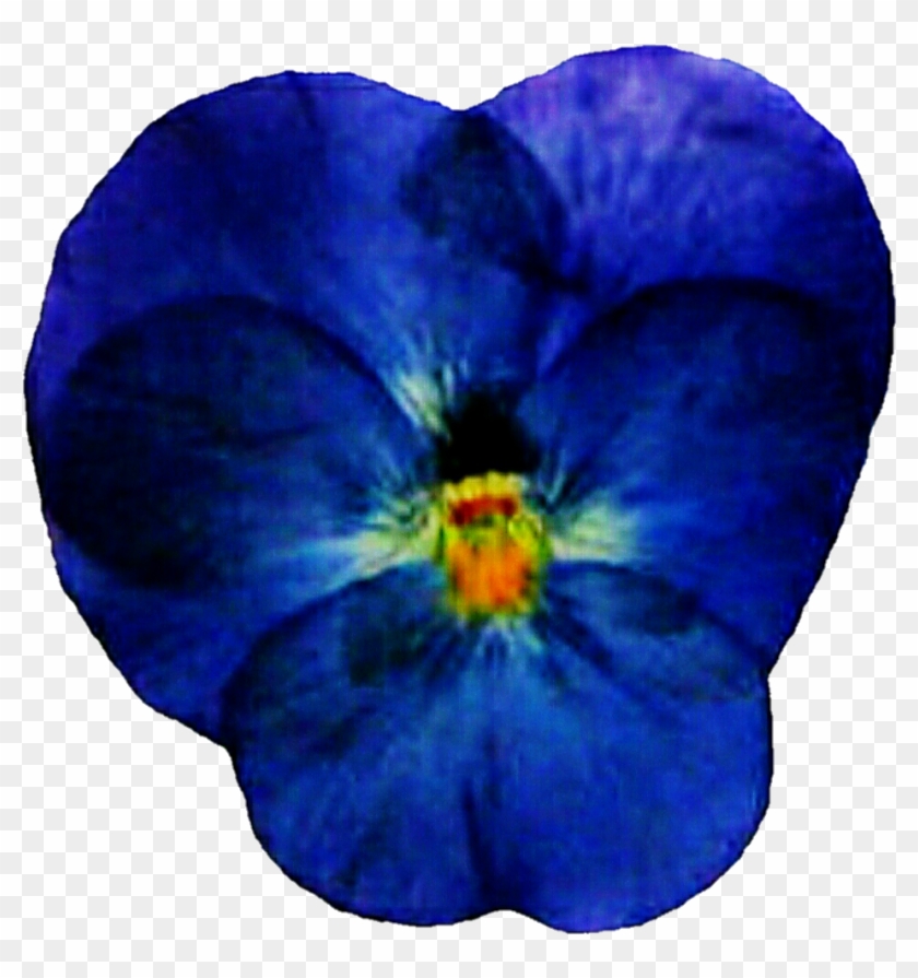 Pressed Blue Pansy By Jeanicebartzen27 Pressed Blue - Pressed Flower Craft #875979