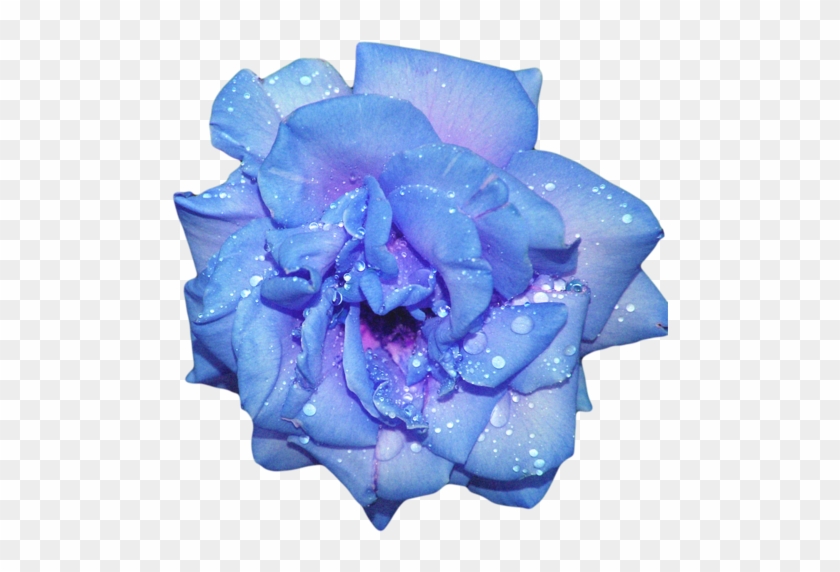 Beautiful Flowers - Blue Aesthetic Tumblr Transparent #875983
