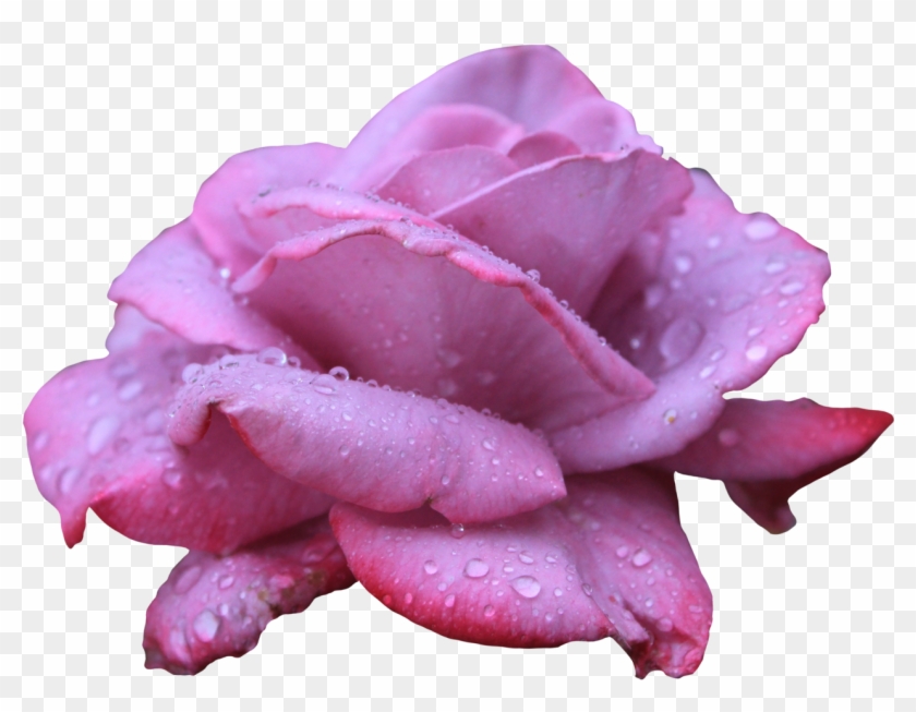 Purple Pink Rose Png #875989