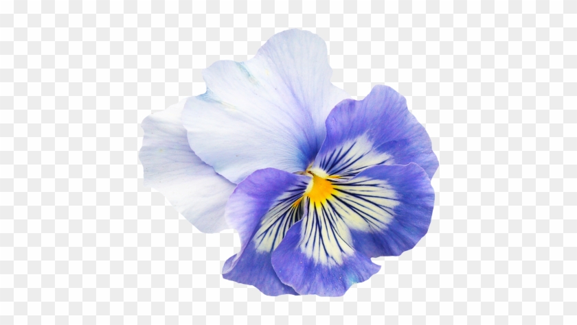 Pansy Flower Png Image - Pansy Flower Png #876091