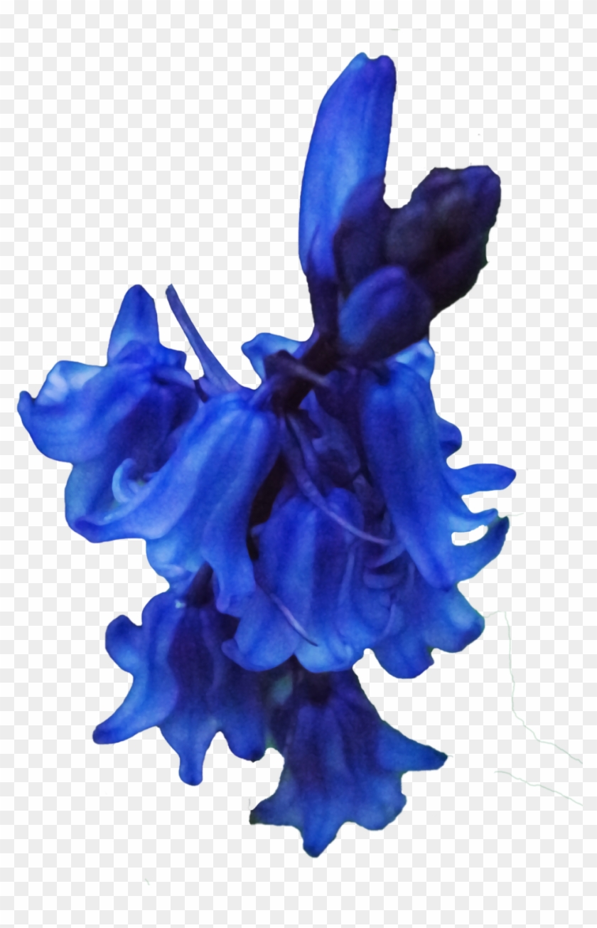 By Aledjonesdigitalart Bluebells Png - Bluebells Png #876101
