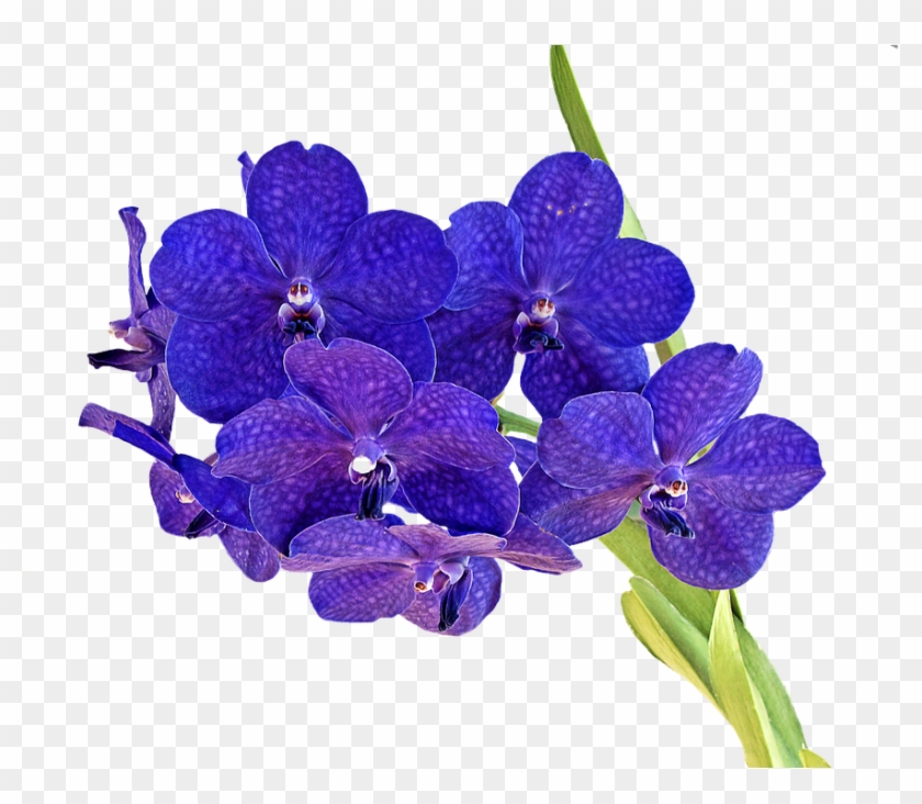 Orchid, Bouquet, Flower, Blue - Purpure Orchid Plant Png #876144