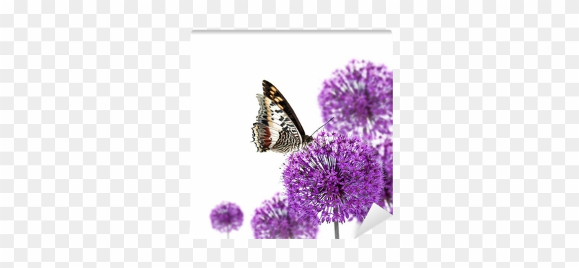 Exotic Butterfly On Allium Blossoms Wall Mural • Pixers® - Mini Poster Encadré: Fleurs - Purple Summer 40x50 Cm #876149