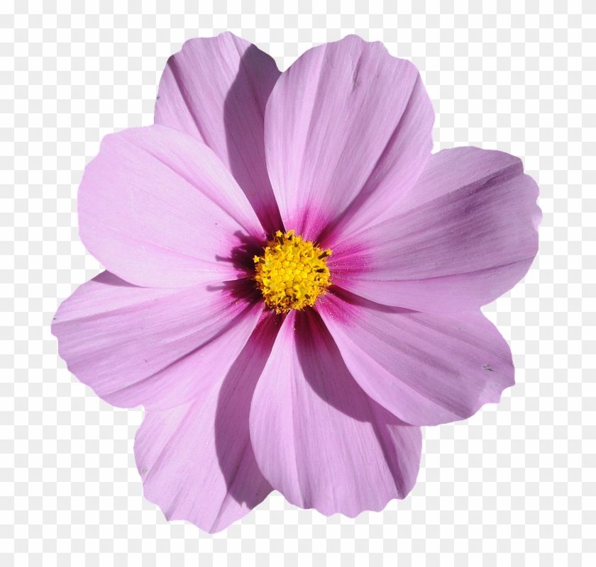 3 Png, - Imagen De Una Flor #876152