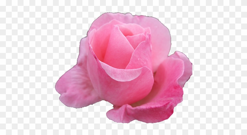 Source - 37 - Media - Tumblr - Com - Report - Flower - Garden Roses #876156
