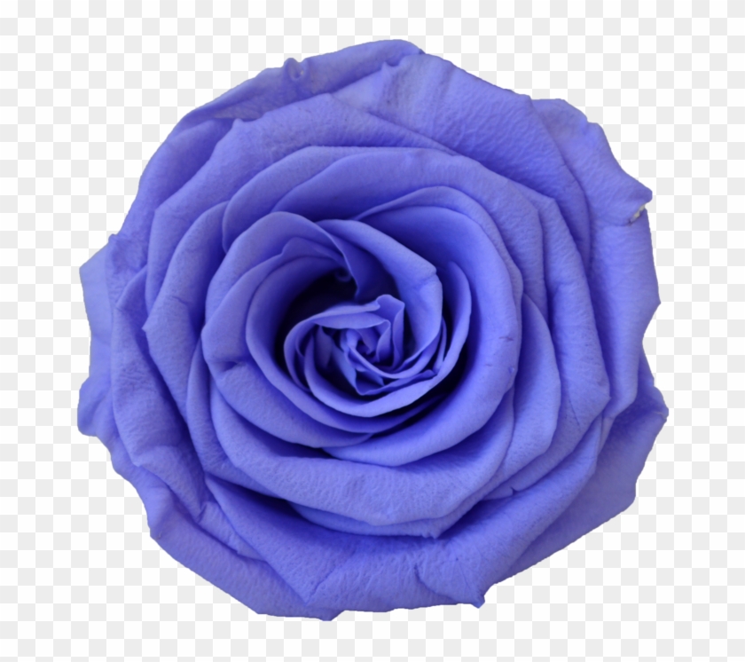 Blue Rose #876176