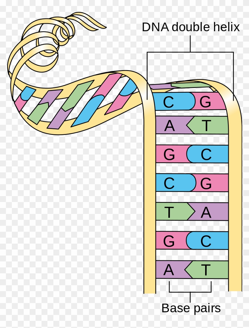 This Image Rendered As Png In Other Widths - Dna Nitrogen Base Pairs #876177